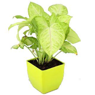 Air Purifying Syngonium Plant In Green Pot at Rs.249
